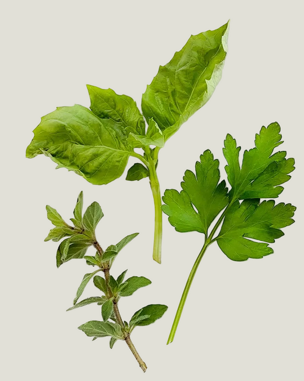 Three different types of green leaves on a white background