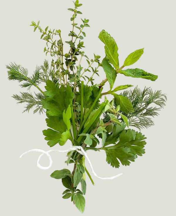 Bouquet of fresh green herbs on a white background