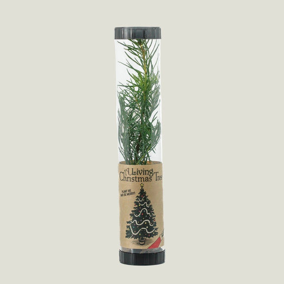 Living Christmas tree in a clear tube with cardboard packaging on a white background